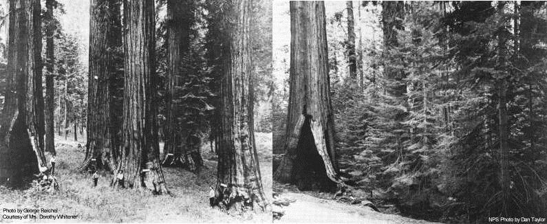 Yosemite Sequoias