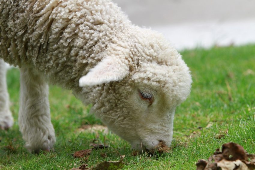 A New Zealand Lamb