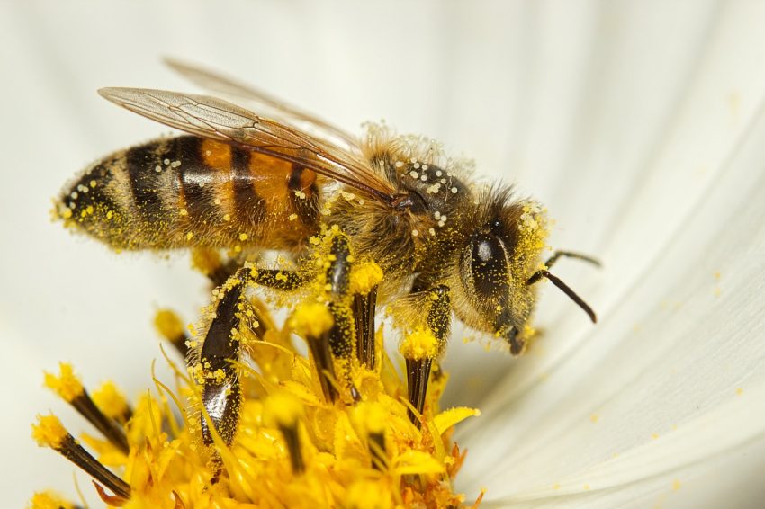 Honey bee.