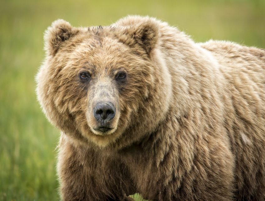 Grizzly bear close-up.